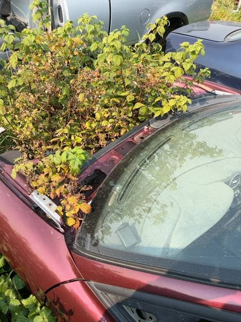 2001 Hyundai Tiburon